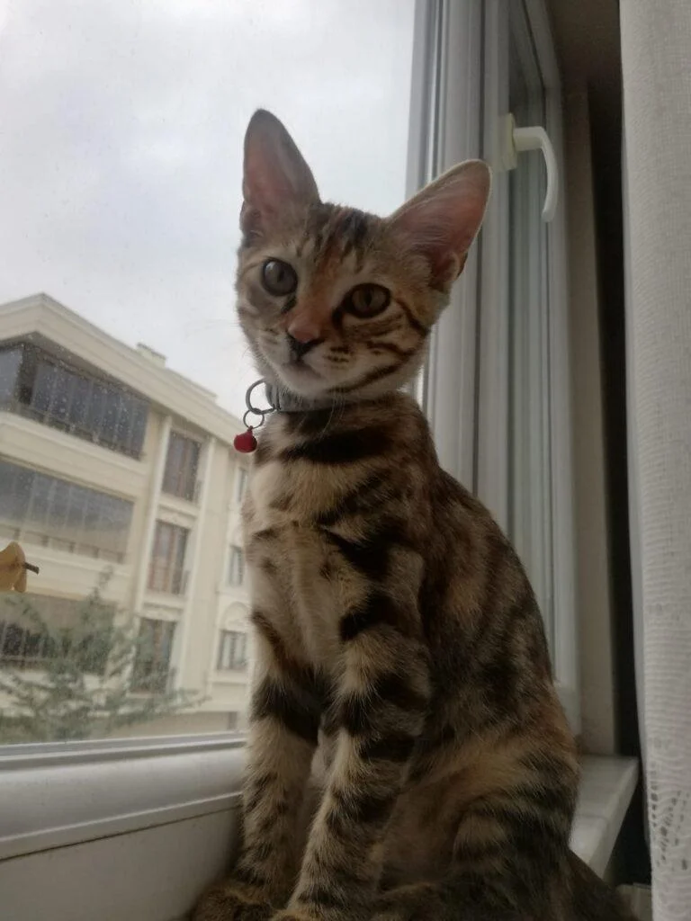 Tarçın